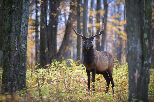 Wisconsin’s largest, most photographed elk was illegally hunted, killed