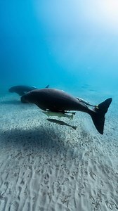 12K views · 31 reactions | A very rare encounter Say hello to the...