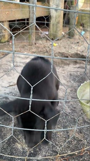 🐾 Cutest Baby Dog Moments Ever! | Adorable Puppy Compilation 🐶💕