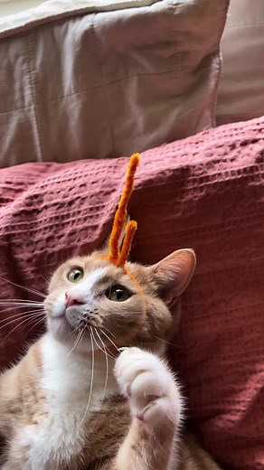 TheThreeWhiskerteers on TikTok