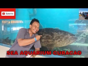 Exploring Sea Aquarium Curacao ( Official Video)