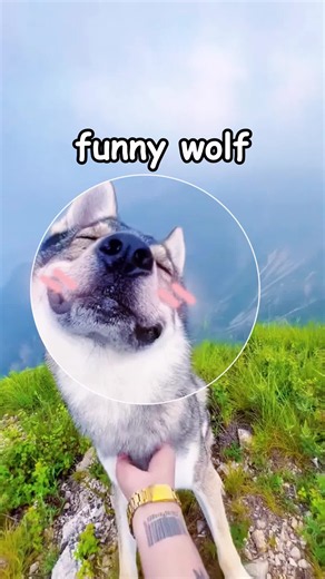 Funny wolf | wolf videos