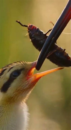 GREATER PAINTED SNIPE Bird’s Nest Hidden Ground Nesting in Wetlands.
