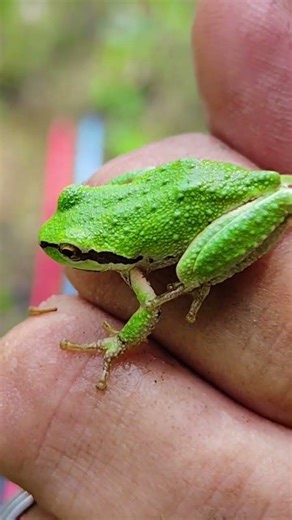 Pacific Tree Frog 🐸! #greenfrog #pacific #treefrogs #frog
