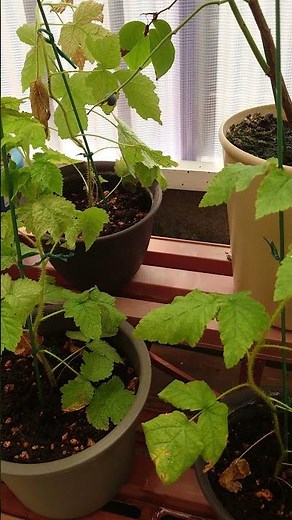 勝手に増えたラズベリーを鉢植えにしました