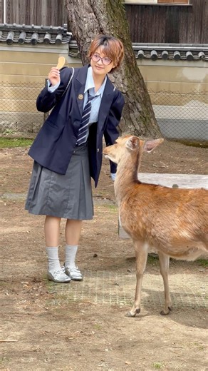 なぜ日本・奈良公園の鹿はまるで魔法のようなのか ✨🦌 nara park deer in Japan