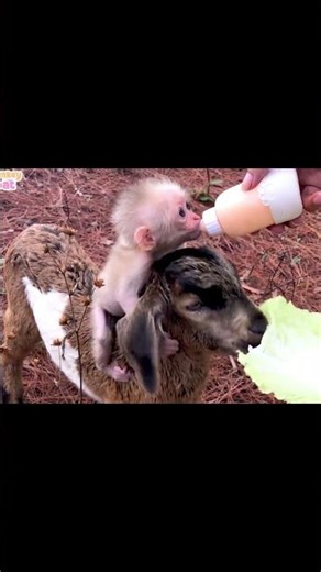 Baby monkey and goat crave milk
