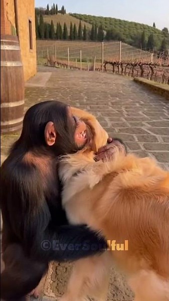 Chimp Meets His Childhood Dog Friend 💕