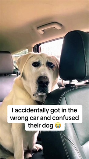 Funny Dogs Videos Compilation - Hilarious Moments Caught on Camera