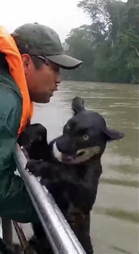 Last-Second Rescue: A Giant Python Lunges as a Man Snatches the Cub to Safety🤯