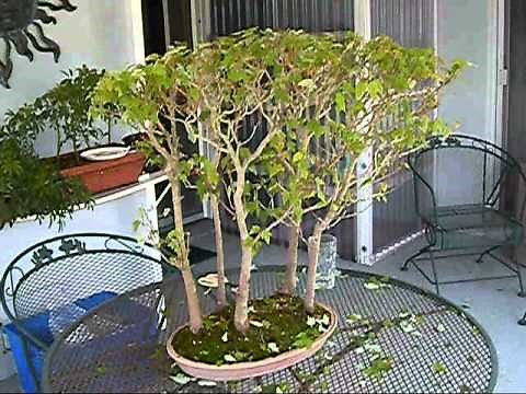 Red Maple Bonsai Trees,Third Pruning.