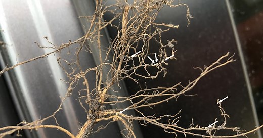Soybean cyst nematode update