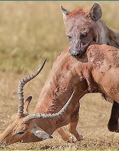 24 Funny Moments Predators Stupidly Lose Their Prey Caught on Camera 🦒vs🦁 | Eating Sounds