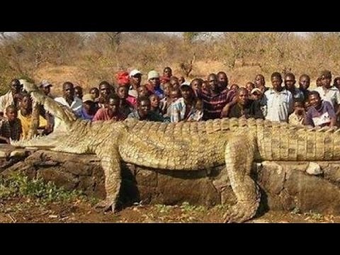 World Biggest CROCODILE?