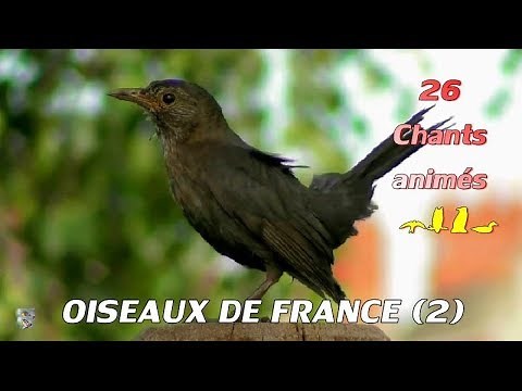 BIRDS OF FRANCE (2) - Recognize 26 songs of birds