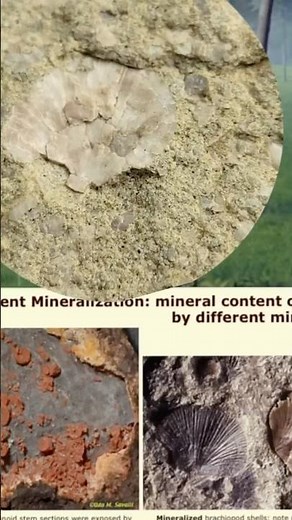 3 Types of Permineralization, aka “Petrified Wood”