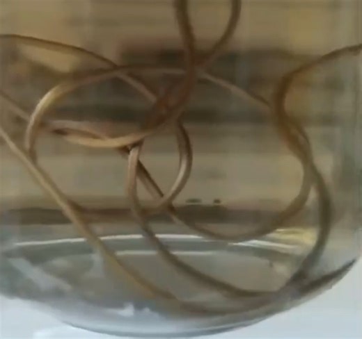 В Ужгороді виявили рідкісного паразитоїда Chordodes formosanus у домашньому басейні