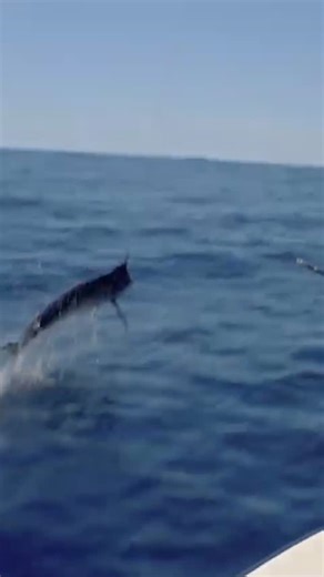 Raw game-fishing on Instagram: "Ever wondered why marlin, sailfish, and swordfish have that long, razor-sharp bill? Evolution shaped it into one of the ocean’s most effective weapons. Billfish don’t just have these bills for show — they use them as precision tools to dominate the pelagic food chain. When a school of sardines, mackerel, or squid bunches up, the bill becomes a sword of speed. Billfish slash through the bait ball, stunning or injuring prey with violent flicks of their head. In that