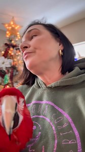 Reality in Rescue: Discussing issues with Finito, a greenwing macaw, and specifically hypersensitivity in macaws due to being housed with old world parrots like cockatoos and grays. An important watch if you are interested in adopting him or if you are currently keeping new world birds (macaws etc) with old world bird (cockatoos, cockatiels, African greys etc.) | Birds and Beaks Rescue and Rehab