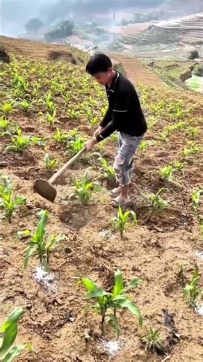 The process of growing corn on dry land #shorts