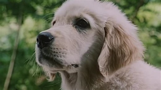 Наполеон [Napoleon] (1995)