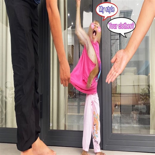 Monkey Lyly gathered to design new clothes that made her mother unable to stop laughing #reels #reelfb #funny #fyp #adorable #animal #monkey #babymonkey #MonkeyBaby #monkeys #animals #worlkindessday | LaLa Monkey