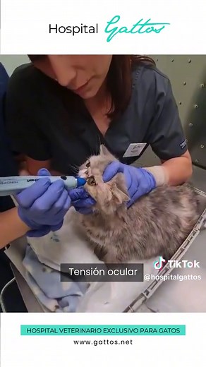 Úlceras corneales en gatos: diagnóstico y tratamiento