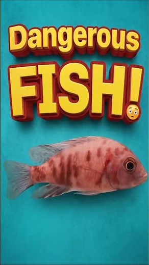 Peacock Cichlid Showdown! 🌈🔥 Wild Colors & Fierce Fins in Action! #shorts