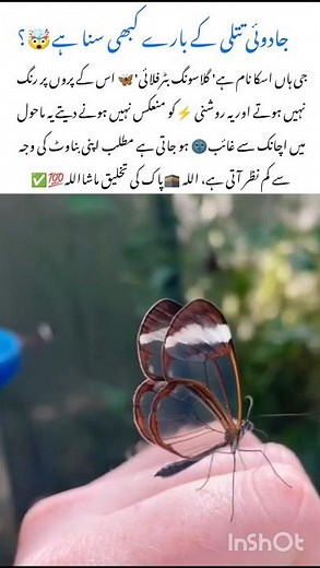 The Invisible Butterfly🦋 Nature's Magical Creation #butterfly #naturefacts #wildlife #nature #shorts