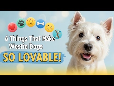 6 Things That Make Westie Dogs SO LOVABLE! 🐶💖 You’ll Instantly Fall in Love!