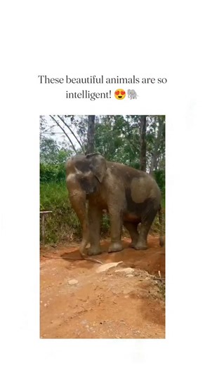 memer boy on Instagram: "The video shows Asian elephants in a tropical forest adopting a cautious high-stepping gait to navigate a dirt path, a learned adaptation to avoid wire snares set for smaller game that can injure larger animals. Elephants exhibit this intelligence through social learning and memory, with peer-reviewed research in Philosophical Transactions of the Royal Society B (2025) highlighting how knowledge of risks is culturally transmitted across generations in elephant herds. Pos