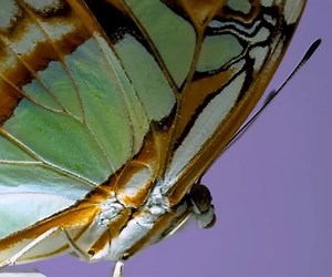 True Facts About Butterfly and Moth Defenses