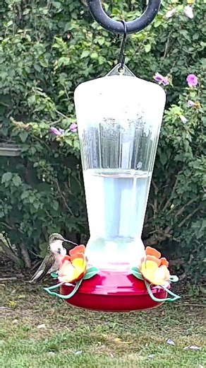 9 Ruby-throated Hummingbird Facts: Fact #7