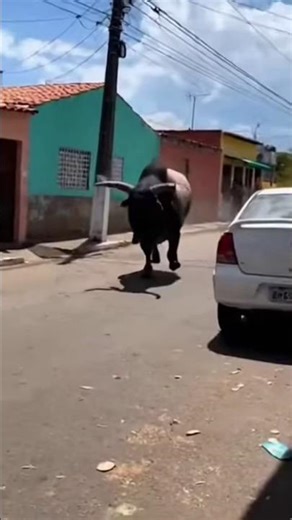 Touro fora de controle ataca carros e motos! 🐂💥🏍️ #shorts #touro #perigo