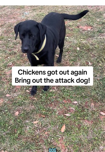 I’ve got to get a better fence 😑#chickensoftiktok #babychicks #babygoats #farmlife #escapeartist