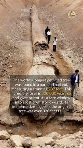 The worlds longest fossilized tree trunk was discovered in Thailand. | Uncover This