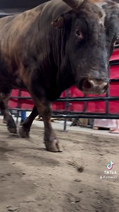 201K views · 10K reactions | Todays line up!! Thank you to all of our great partners for trusting us with the boys! Game 5- Arizona Ridge Riders vs Texas Rattlers Jesse Petri vs. Apper’s Mind freak Creek Young vs. Bottoms Up Nick Tetz vs. Problem Child Game 8- Missouri Thunder vs. KC Outlaws Luke Parkinson vs. Homeboy Marcus Mast vs. Roc Solid Kade Madsen vs. Black as Coal I do not own the rights to the music | K Bar C Bucking Bulls | Facebook