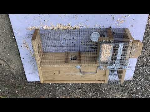 Troyer's Super-Deluxe Repeating Sparrow Trap Shelter Box