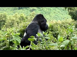 Mountain Gorilla Guhonda2