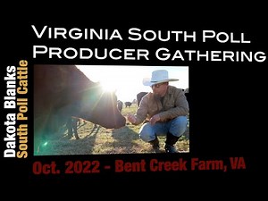 South Poll Cattle - Characteristics and Breed Up Program - Dakota Blanks
