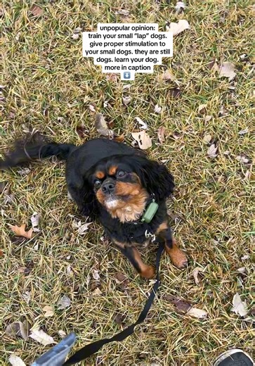 I’m tired of seeing videos of these wonderfully trained, often on leash, large dogs (task dogs, service dogs, really any trained dog) get run up on these smaller dogs who are off leash and untrained. My dog is no where near perfect and stays on leash if there is ANY human or dog around to keep safety, but my dog is trained and I always have him harnessed, high value treats and toys and a fail-safe (non-shock, don’t panic) e-collar on him. Your dog deserves to be set up for success and a happy, h