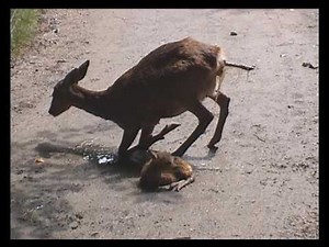 Naissance dun second chevreuil au parc des pyrénées ARGELES
