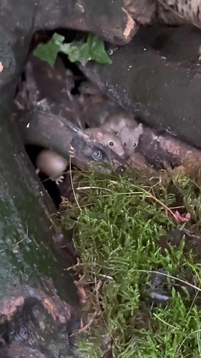 49K views · 3.8K reactions | Beware flying mouse  Big friendly Gez had to stand over the log pile filming them today because his garden chair was soaked | The Mouse family that live by the brambles | Facebook