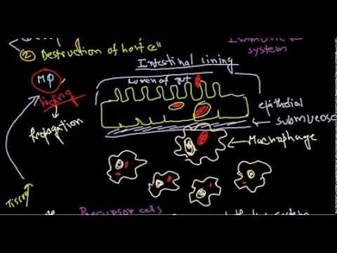 Salmonella pathogenesis