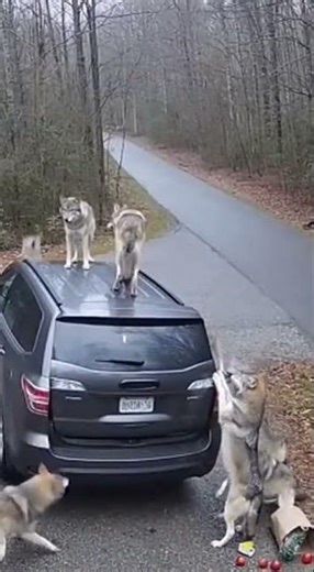 wolves attack the vehicle… woman hides 😱