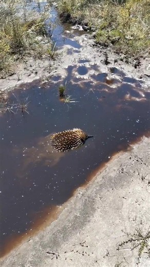 Why Is the Echidna So Unique?