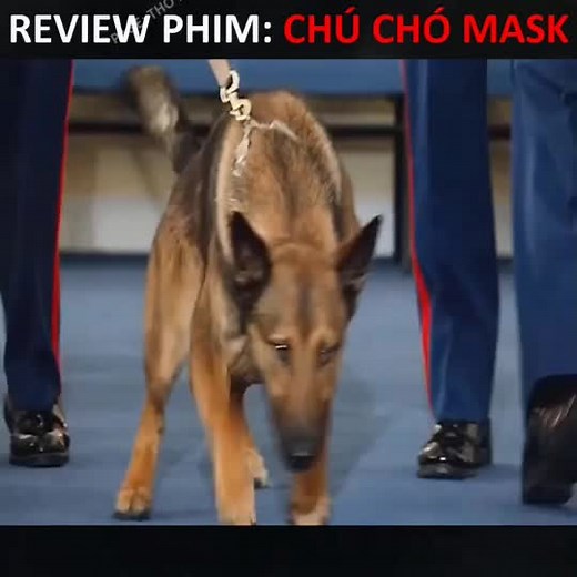 Chú Chó Mask P1 #phimhay #yeuphim #ongbatphim #xuhuong