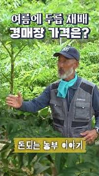 여름 재배 두릅 경매장 가격은?_보성 둥지농원 이춘복회장