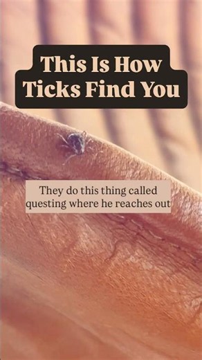 How Ticks Find You: #LymeDisease