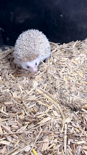 Kodom ful | Jongli Ornof